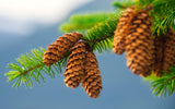 Sitka Spruce (Picea sitchensis) - Windbreak, Timber, Landscape or Wildlife Tree