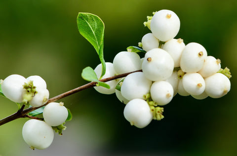 Snowberry (Symphoricarpos albus)  Showy White Berries