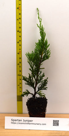 Spartan Juniper (Juniperus chinensis 'Spartan') Fast-Growing Columnar Evergreen Conifer