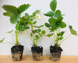 Potted Tillamook June Bearing Strawberry Plants -Large, Sweet, High Yields -For Fall Planting