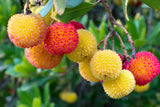 Compact Strawberry Tree (Arbutus unedo 'Compacta') Specimen Tree - Landscape Shrub