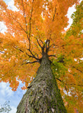 Sugar Maple - Acer saccharum - Vibrant Fall Foliage, Hardwood Lumber, & Sap For Maple Syrup
