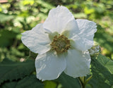 Thimbleberry- Bare Root Plants- Rubus parviflorus - Native plant - Richer Flavor