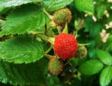 Thimbleberry- Bare Root Plants- Rubus parviflorus - Native plant - Richer Flavor