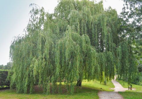 Weeping Willow - Salix babylonica  Weeping Willow
