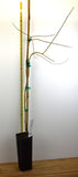 Weeping Willow - Salix babylonica  Weeping Willow