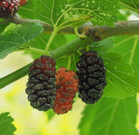White mulberry (Morus alba) - Sweeter Fruit than black mulberries