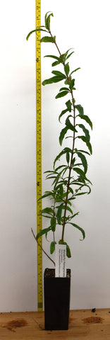 Wonderful pomegranate - Punica granatum - 5 inch deep pot - 18-28 inches tall