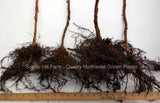 Anne Raspberry Bare Root Canes - Scenic Hil Farm Nursery