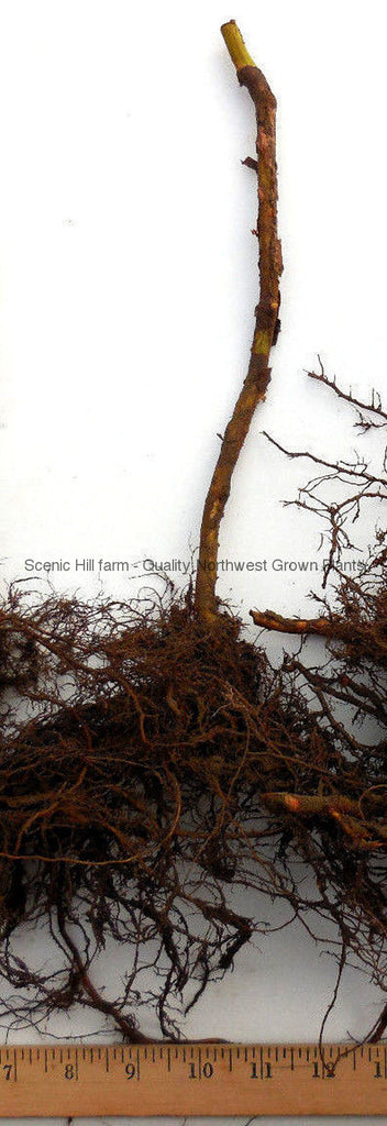 Anne Golden Ever Bearing Raspberry Bare Root Canes- Scenic Hill Farm ...