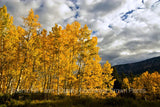 Quaking Aspen (Populus tremuloides) - Scenic Hill Farm Nursery