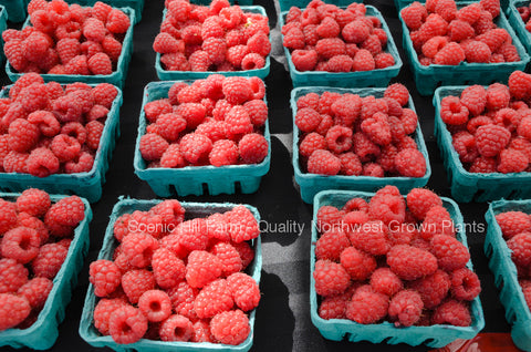 Raspberry Plants - Scenic Hill Farm Nursery