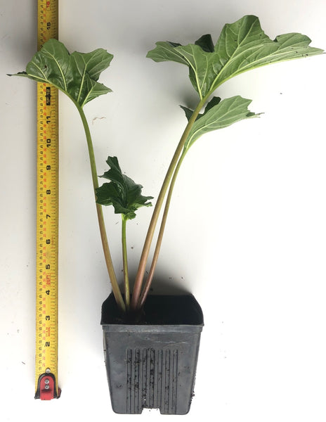Bear's Breeches Acanthus mollis- Potted Plants- large dark green folia –  Scenic Hill Farm Nursery