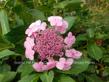 Pink blooms on a Bluebird Lacecap Hydrangea - Scenic Hill Farm Nursery