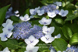 Blue blooms on a Bluebird Lacecap Hydrangea - Scenic Hill Farm Nursery