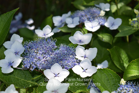 Blue blooms on a Bluebird Lacecap Hydrangea - Scenic Hill Farm Nursery