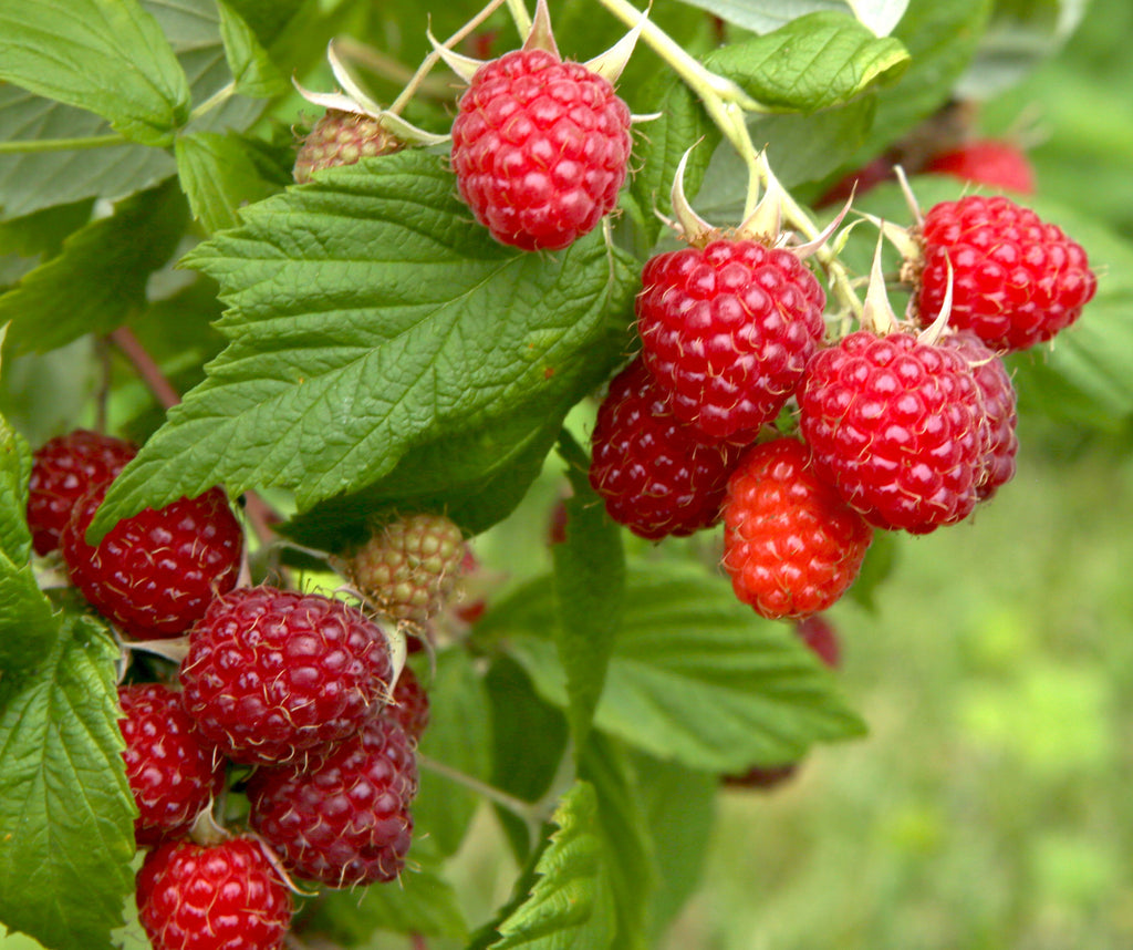 Boyne Early Season Red Raspberry - Potted Plants – Scenic Hill Farm Nursery