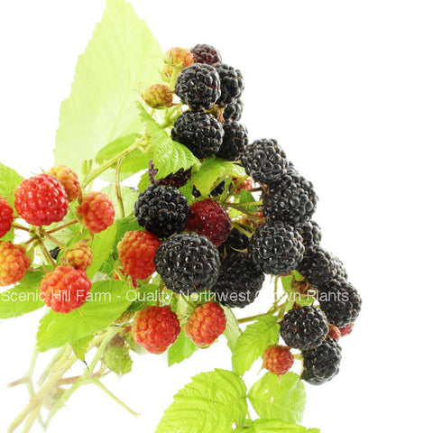 Bristol/Munger Black Raspberries - Scenic Hill Farm Nursery