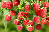 Canby Thornless Mid Season Red Raspberry -Potted Plants Excellent Flavor - Heavy Yield
