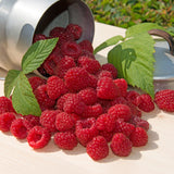 Cascade Delight Red Raspberry- 2 year old Bareroot Canes - Free Shipping - Large, Sweet & Firm June Berries