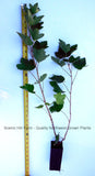 Cherry Red Currant Plant- Ships Fully Rooted in Soil -Hardiest Best Yield