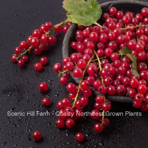 Cherry Red Currant Plant- Ships Fully Rooted in Soil -Hardiest Best Yield