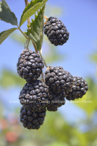 Chester Thornless Blackberry Plants - Scenic Hill Farm Nursery