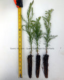 Coast Redwood Trees, 8” - 14” Tall - Sequoia sempervirens Landscape Tree / Screen / Bonsai