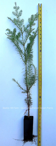 Coast Redwood Tree 22