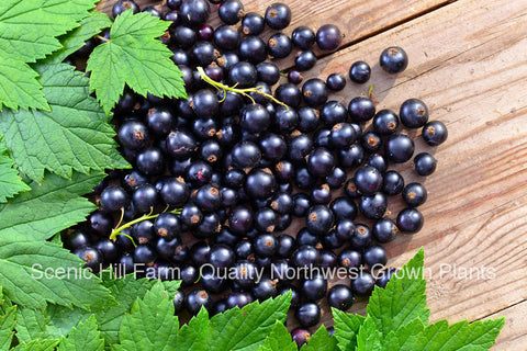 Consort Black Currant Plants- Delicious Black Berries