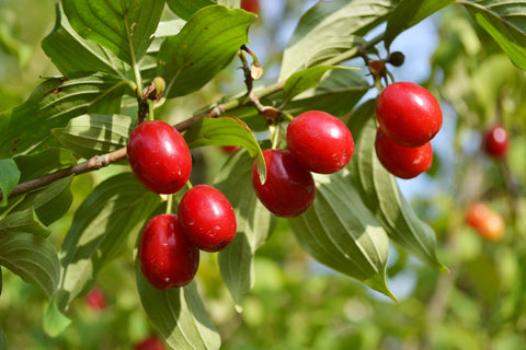 Cornus mas, Cornelian Cherry Dogwood, cornelian cherry or European cornel - 15-25 inch Potted Trees