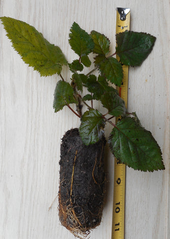 Triple Crown Thornless Blackberry Plants - Potted Plants - Great Tasting Large Berries Vigorous