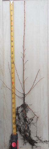 Japanese Larch (Larix kaempferi) - Bonsai or Landscape- 18- 36 inches tall, dormant bare root plant.  3 year old trees.