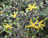 Corokia Cotoneaster - Wire Netting Shrub - Eye Catching in Containers, bonsai or landscape