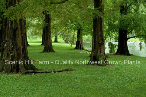Dawn Redwood (Metasequoia)  - Live Potted Trees or Bare Root Trees