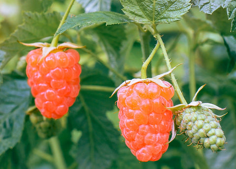 Double Gold Raspberry Plants, Potted, Excellent Flavor, Very Sweet