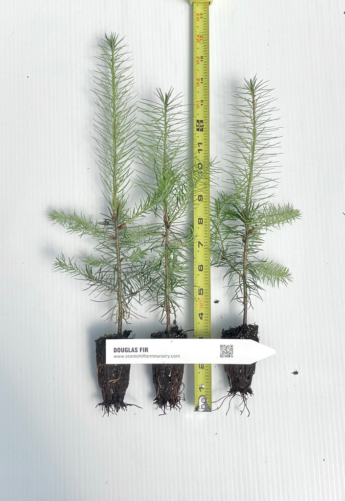 How Deep Are Douglas Fir Tree Roots at Florence Crabtree blog