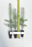 Douglas Fir Tree seedlings