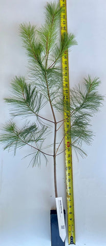 Eastern White Pine Potted Seedlings- 1 Year Old, 2 Year Old and 3 Year Old  Pinus strobus