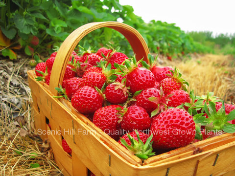 Eclair Strawberry Plants - Extra Sweet and Fragrant Berries - Spring/Summer Planting