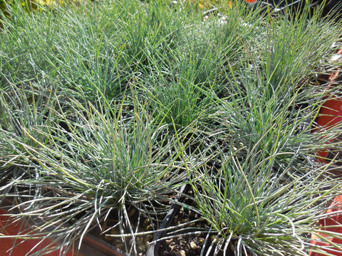 Elijah Blue Fescue Ornamental Grass - fully rooted live clumps