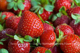 Eversweet Ever Bearing Strawberry Plants - Large, Sweet, And Juicy Berries- Spring/Summer Planting