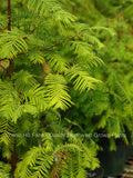 Dawn Redwood (Metasequoia)  - Live Potted Trees or Bare Root Trees