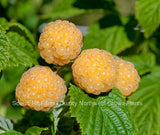 Potted Fall Gold Ever Bearing Raspberry Plants - Large & Sweet Berries this Fall