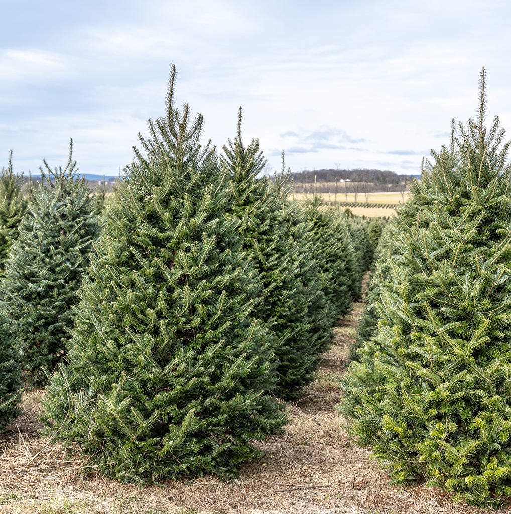 Fraser Fir - 5-10 Inches Tall - 3 YR. Bare Root Trees Abies fraseri ...