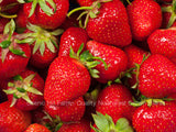 Southern Bababerry Red Raspberry - Everbearing Red Raspberry - Adapted to the South and Hot Summer/Mild Winter Areas areas.