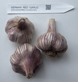 German Red Rocambole type hardneck Garlic