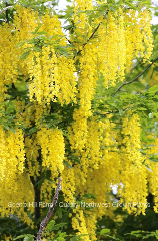 Golden Chain Tree (Laburnum anagyroides) - Live Potted Tree or Bare Root seedling