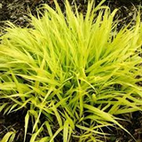 Japanese Forest Grass Plants -  Hakonechloa macra 'aureola' golden-variegated and 'all gold'