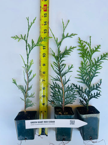 Green Giant Thuja (Cedar Arborvitae) 12-15 Inches Tall